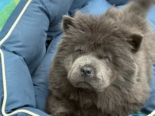 Chow Chow dogs KC Reg Chow Chow Puppies - Advert 7