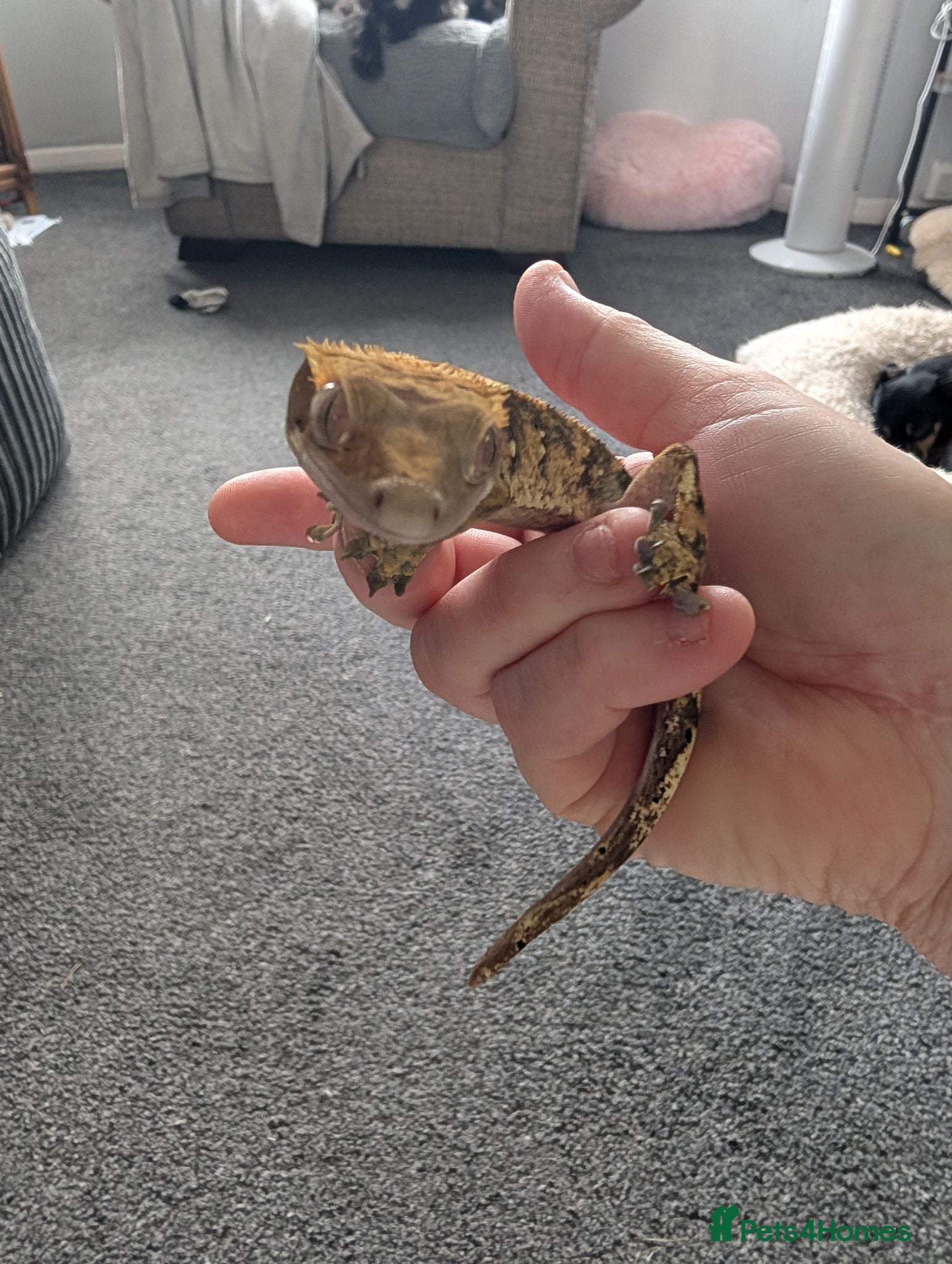 Gecko reptiles Harlequin Dalmatian crested gecko  - Advert 10