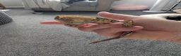 Gecko reptiles for sale: Harlequin Dalmatian crested gecko  - Advert 1