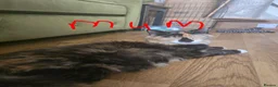 British Longhair cats for sale: Long haired kittens  in Waterlooville - Advert 1