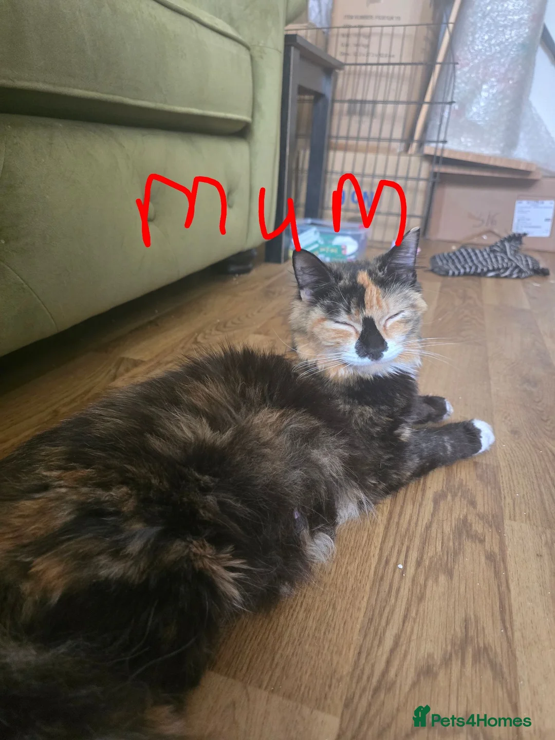 British Longhair cats for sale: Long haired kittens  in Waterlooville - Advert 1