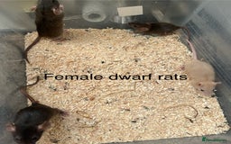 Rat rodents for sale: Dwarf rats - Image 2