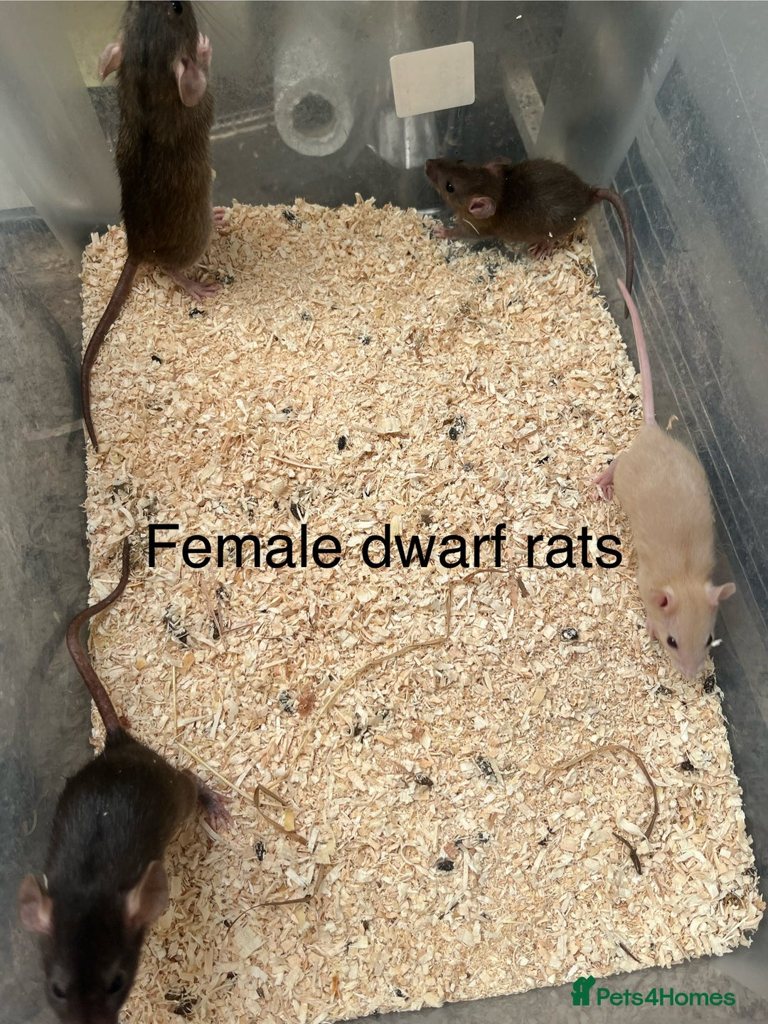 Rat rodents for sale: Dwarf rats - Image 2