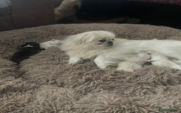 Pekingese dogs for sale: Pekingese puppy (3 girls and 3 boys left) - Image 8