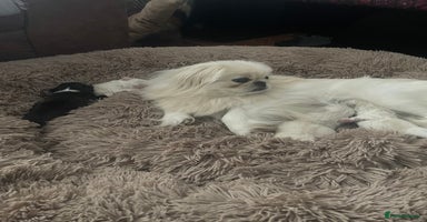 Pekingese dogs - Advert 11