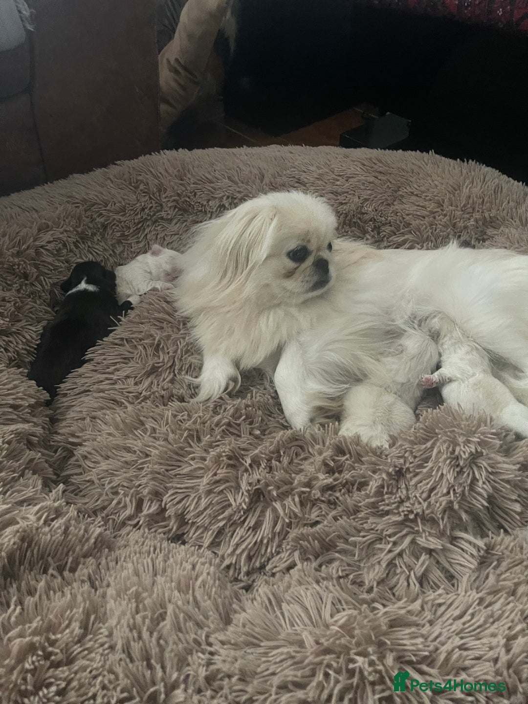 Pekingese dogs for sale: Pekingese puppy (3 girls and 3 boys left) - Image 8