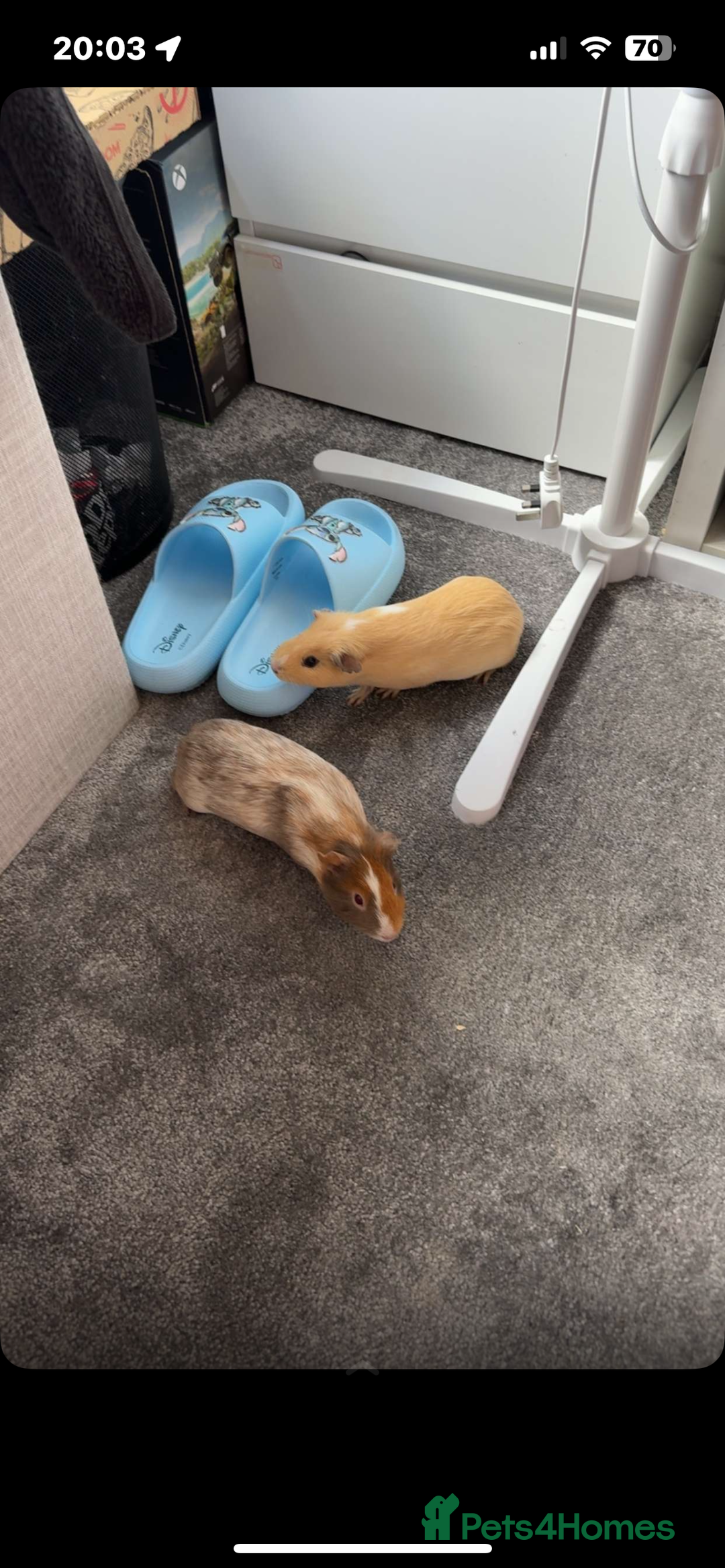 Guinea Pig rodents for sale: Two male Guinea pigs.  - Image 1