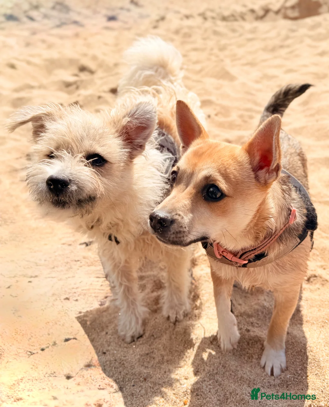 Jack Russell dogs for sale: Belle and Buddy (both female) - Advert 2