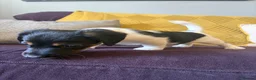 Jack Russell dogs for sale: Beautiful jack Russell puppies - Advert 5