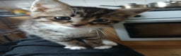 Mixed Breed cats for sale: Kittens  **  angels  - Advert 2