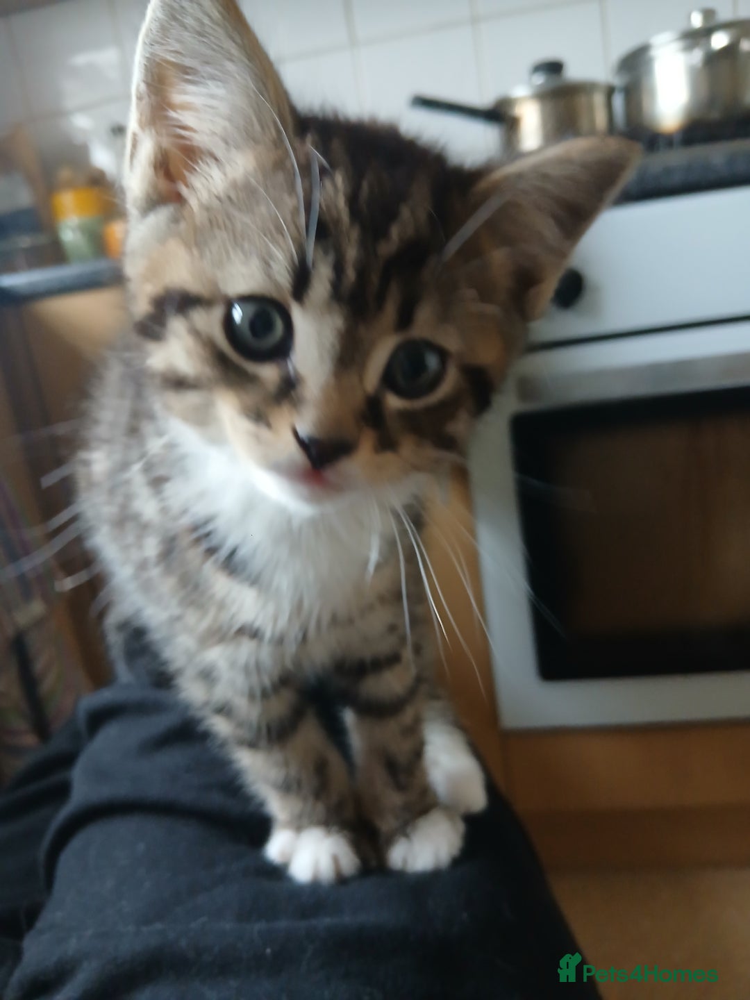 Mixed Breed cats for sale: Kittens  **  angels  - Advert 2