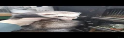 Ferret rodents for sale: Mirco ferrets  - Advert 3
