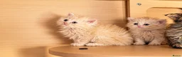 Selkirk Rex cats for sale: Beautiful litter of longhair Selkirk Rex kittens - Advert 4