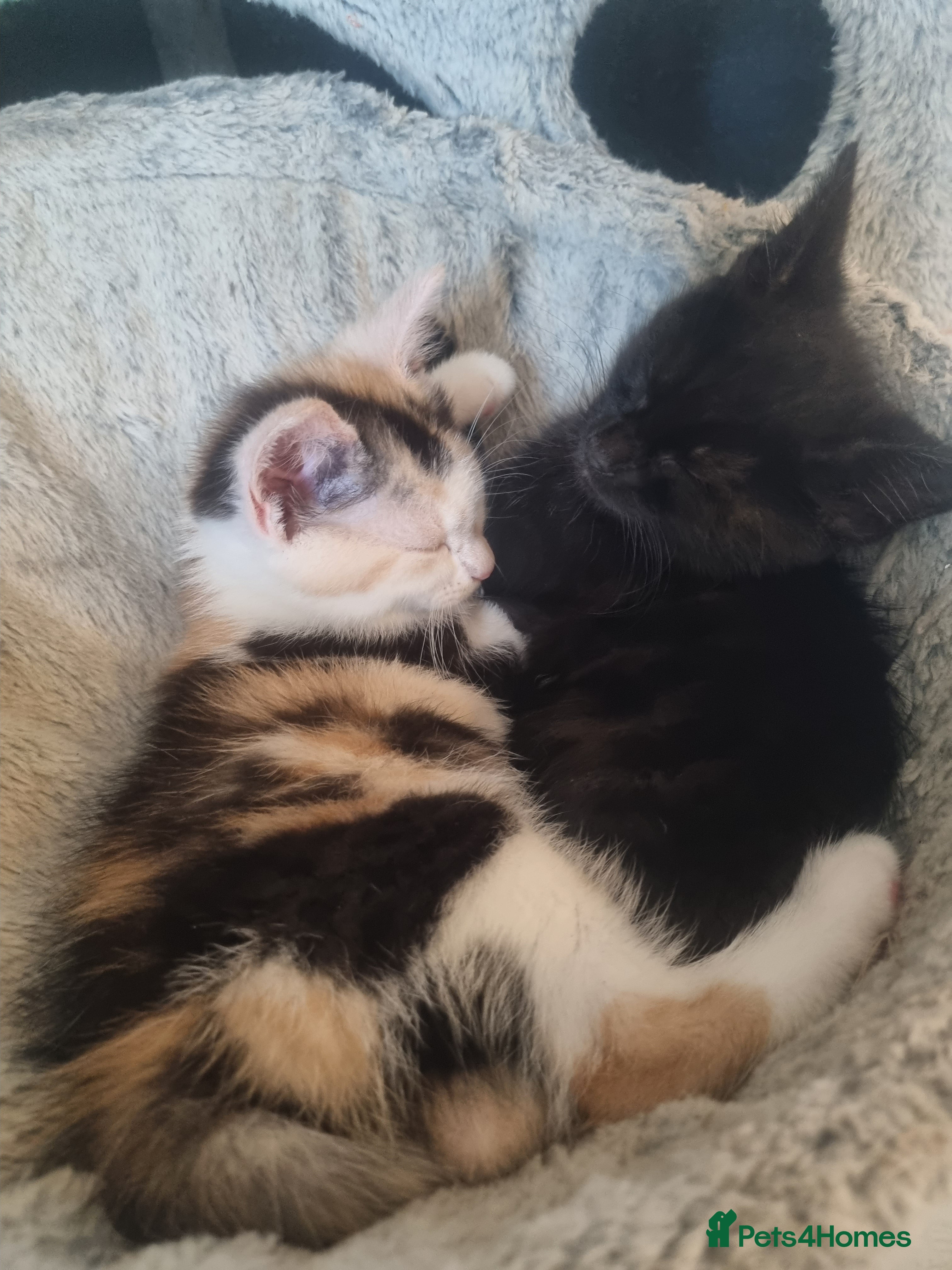 Maine Coon cats 4 adorable 😍 Mainecoon girls - Advert 14