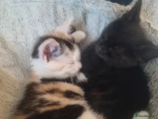 Maine Coon cats 4 adorable 😍 Mainecoon girls - Advert 1