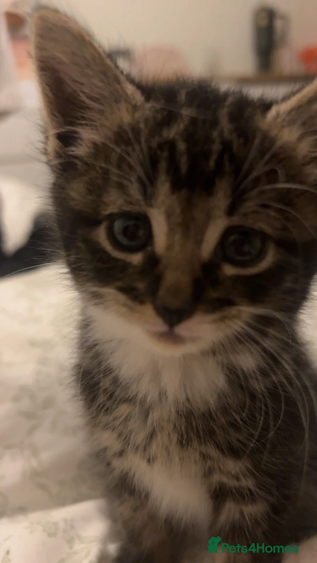 American Shorthair cats for sale: American shorthair tabby kitten for sale! in Walsall - Advert 1