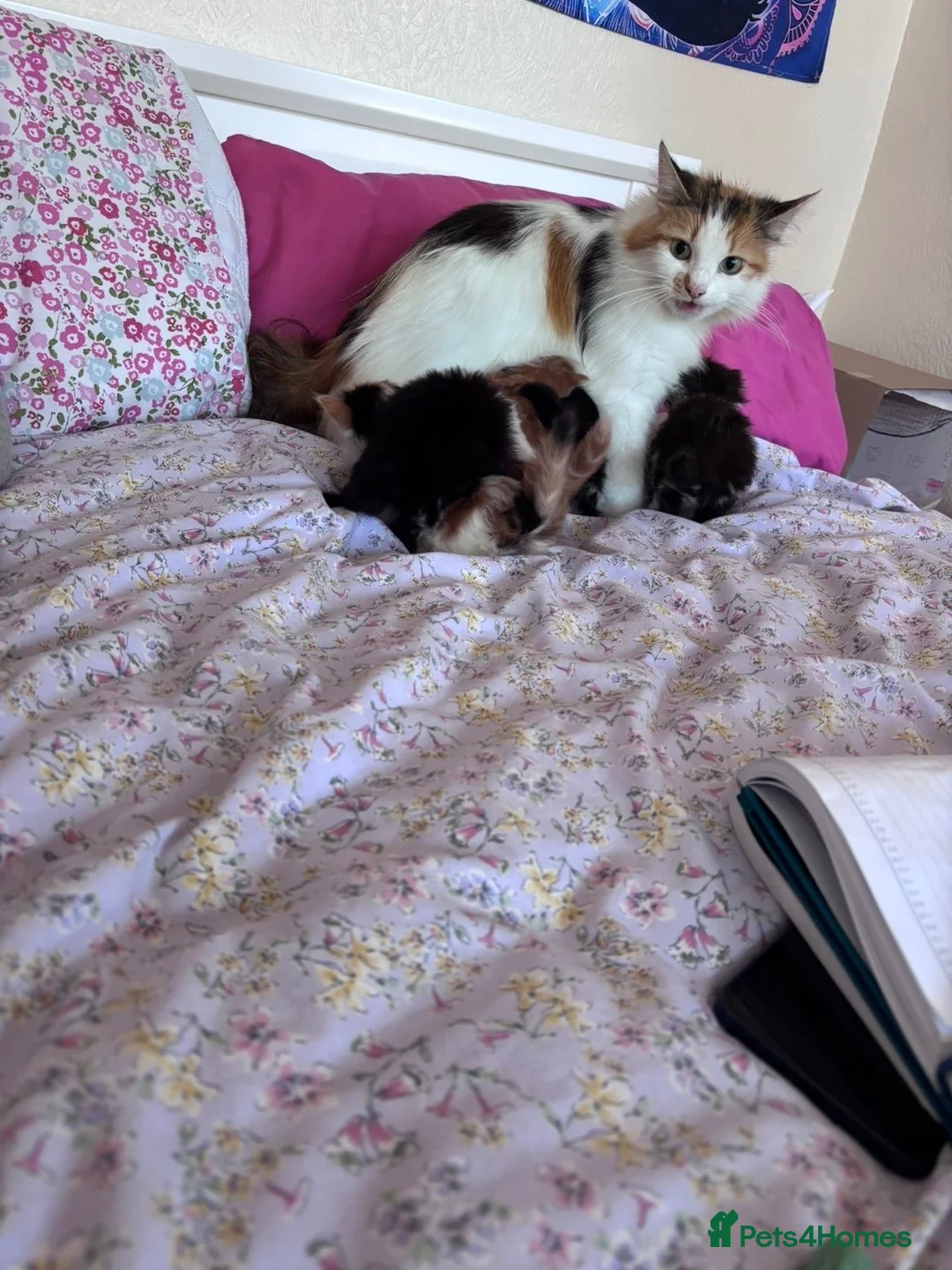 British Shorthair cats for sale: 12 week old female kitten cute and friendly  - Advert 2