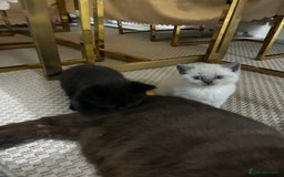 British Shorthair cats for sale: British short hair/british longhair - Image 7