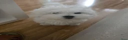 Maltese dogs for sale: Adorable Maltese Puppies for Sale - Advert 3
