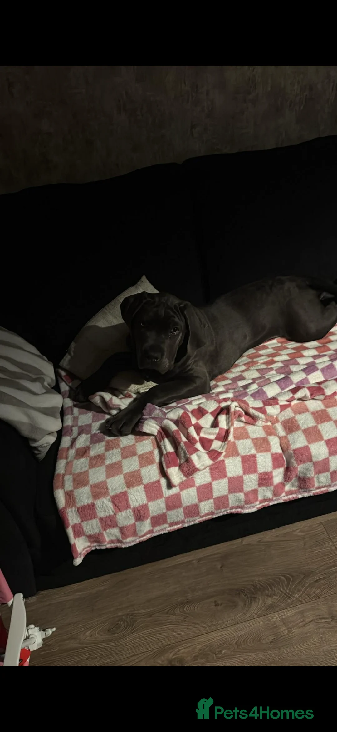 Cane Corso dogs for sale: Cane corso puppy  in Telford - Advert 2
