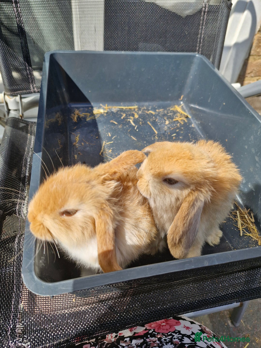 English Lop rabbits for sale: Happy and healthy little beauties - Image 2