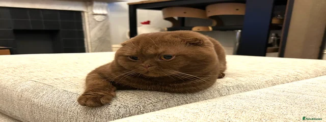 Bjorn