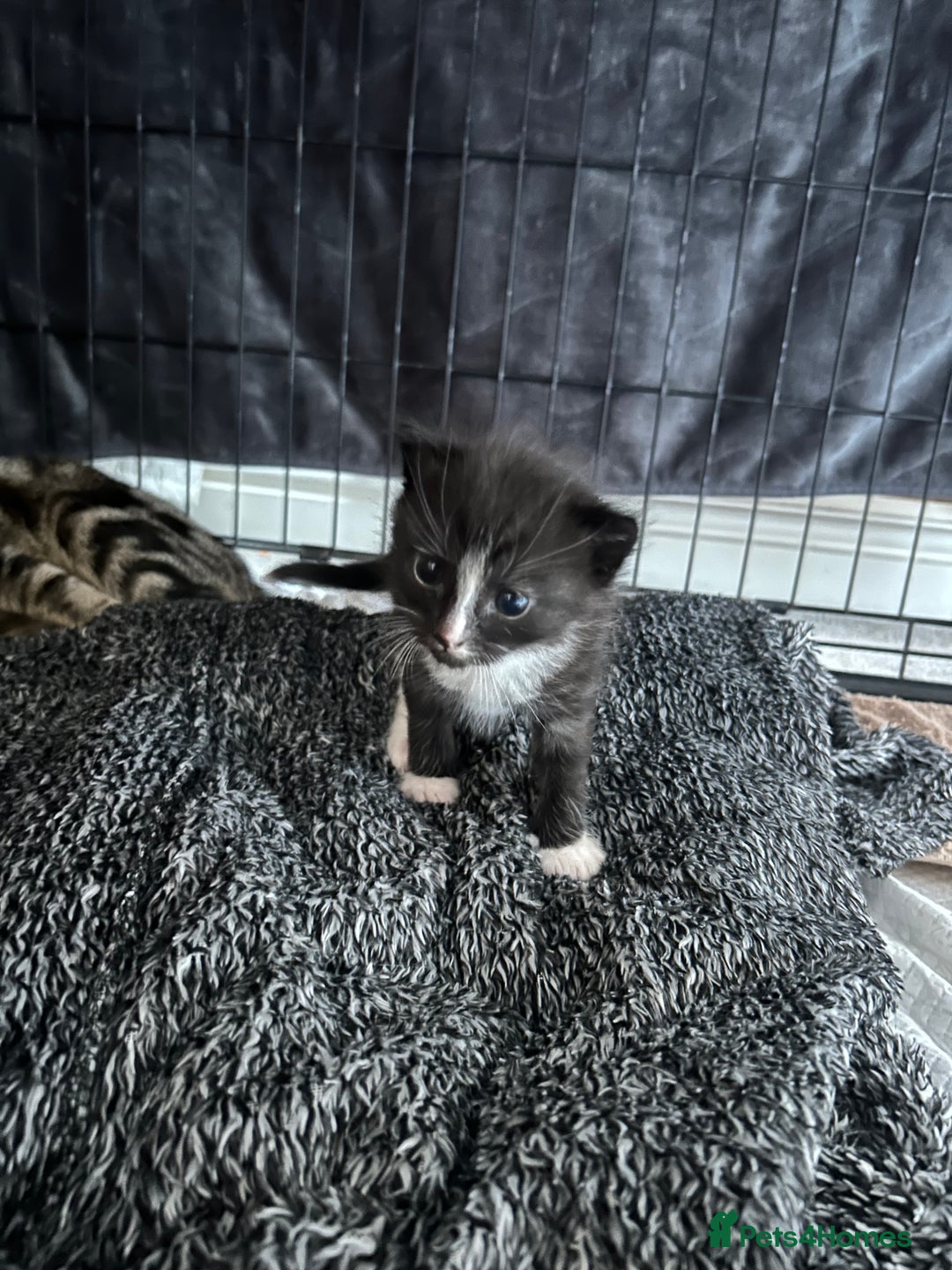 Mixed Breed cats for sale: Fluffy Tux Male Called Bluey  - Advert 4