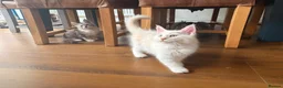 Maine Coon cats for sale: 🐾✨ MAJESTIC MAINE COON KITTENS ✨🐾 - Advert 16