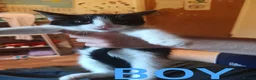 Mixed Breed cats for sale: Kittens for sale  in London - Advert 5