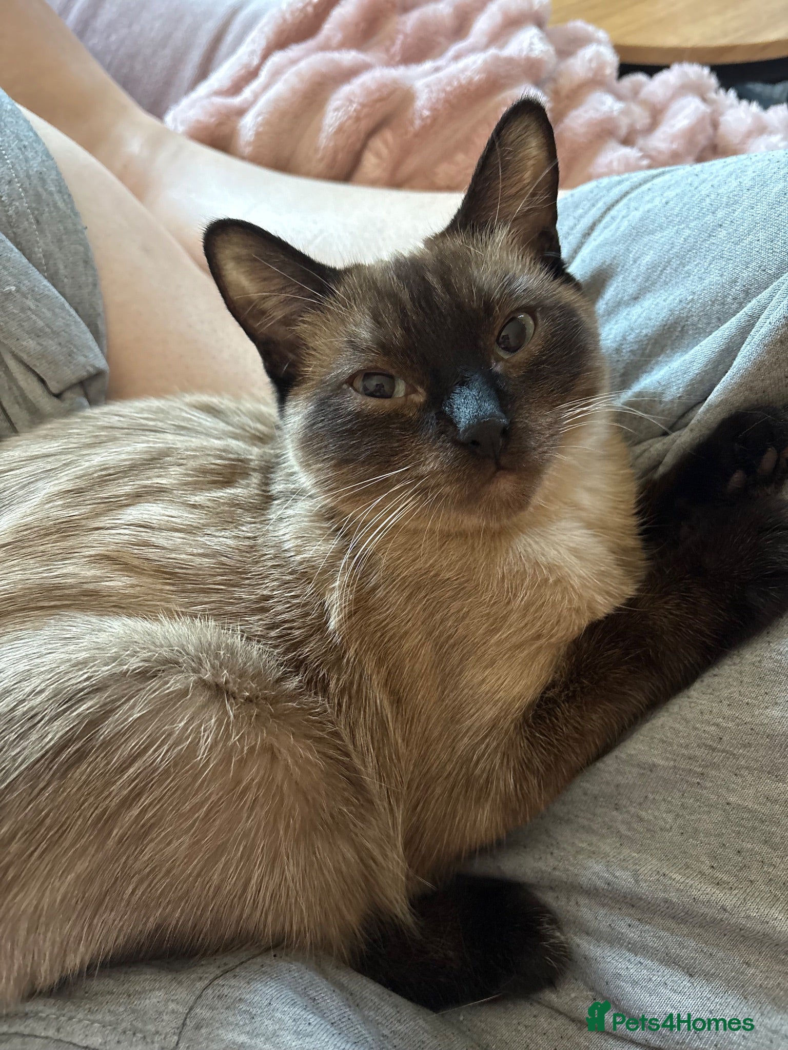 Burmese cats Lovely Burmese Kitten  - Advert 3