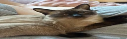 Burmese cats for sale: Lovely Burmese Kitten  in Mansfield - Advert 1