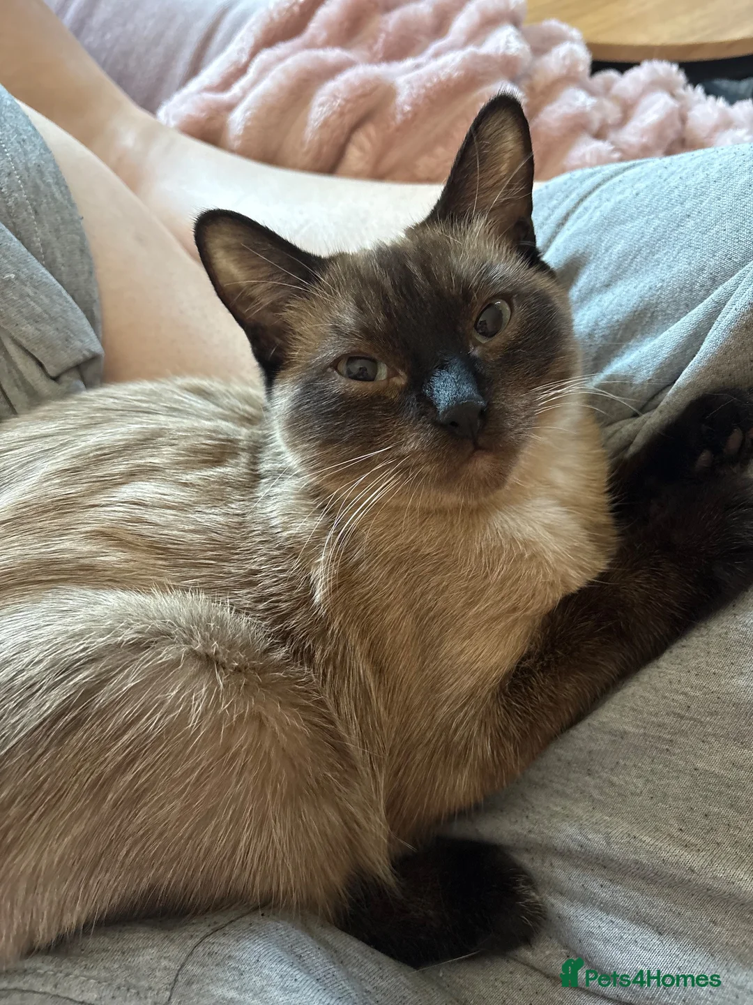 Burmese cats for sale: Lovely Burmese Kitten  in Mansfield - Advert 1
