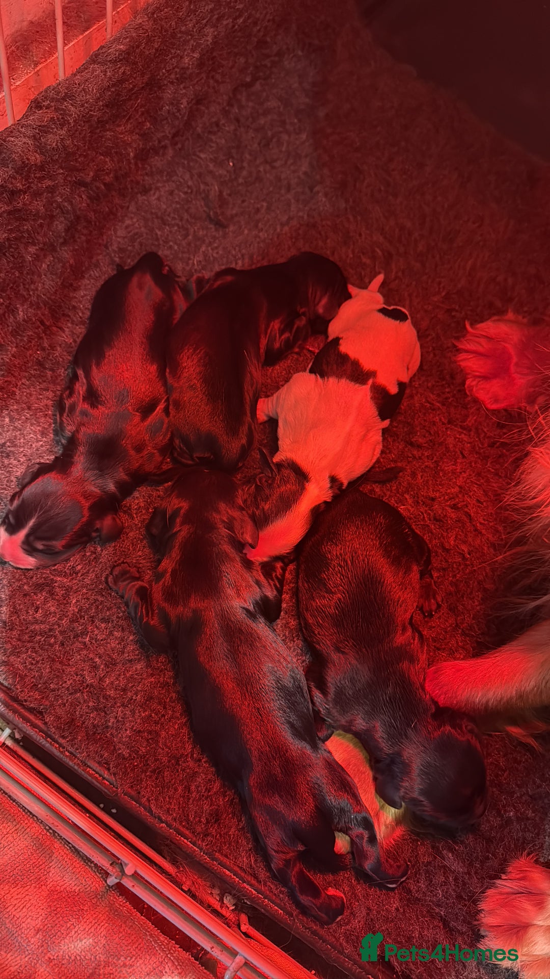 Cocker Spaniel dogs for sale: Working Cocker Pups - Image 5