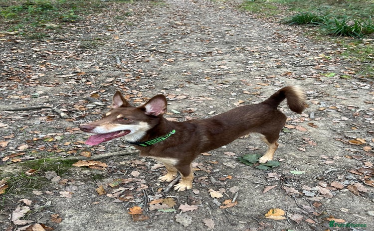 Australian Kelpie dogs - Advert 1