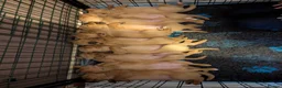 Labrador Retriever dogs for sale: Foxred labradors  in Royston - Advert 9