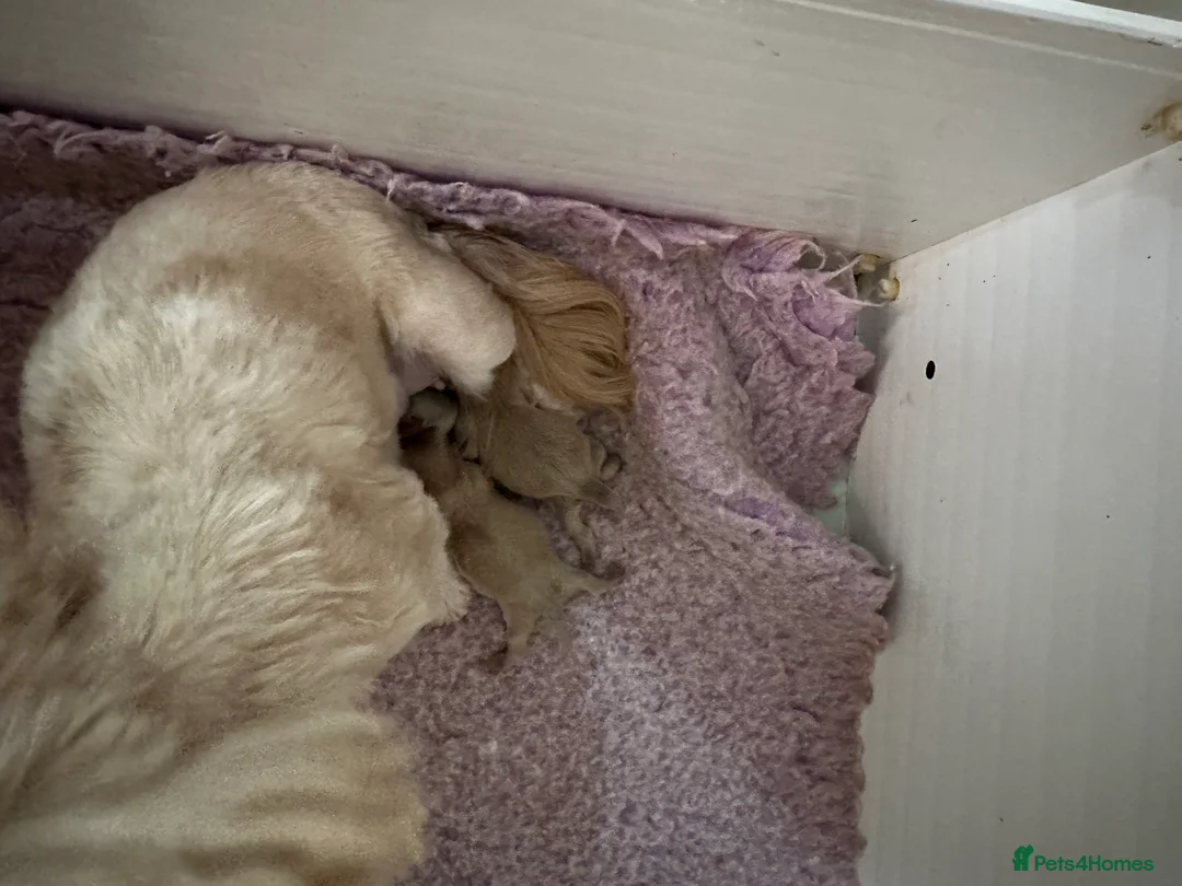 Shih Tzu dogs for sale: Imperial shihtzu puppies  - Advert 2