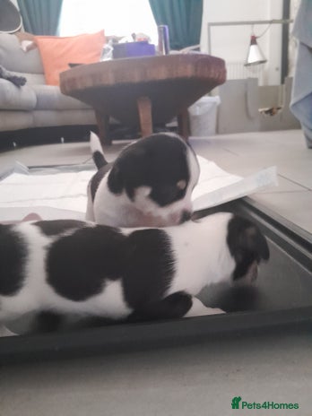 Chihuahua dogs - Advert 8