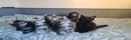 Maine Coon cats for sale: Meet Our Beautiful Maine Coon Kittens 😍😍😍  - Advert 14