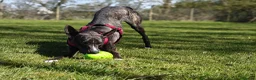 Lurcher dogs for adoption: Splash - Advert 1