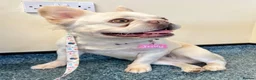 French Bulldog dogs for sale: BEAUTIFUL FLUFFY FRENCH BULLDOG PUPPIES - Advert 9