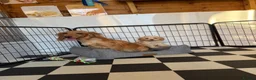 Cockapoo dogs for sale: F1 pra clear Cockapoos (council licensed) - Advert 15
