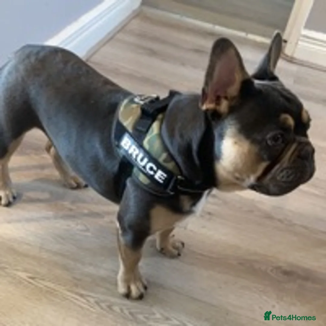 French Bulldog dogs for stud: Bruce blue and tan french bulldog in Sheffield - Advert 4