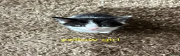 British Shorthair cats for sale: Kittens - Advert 7