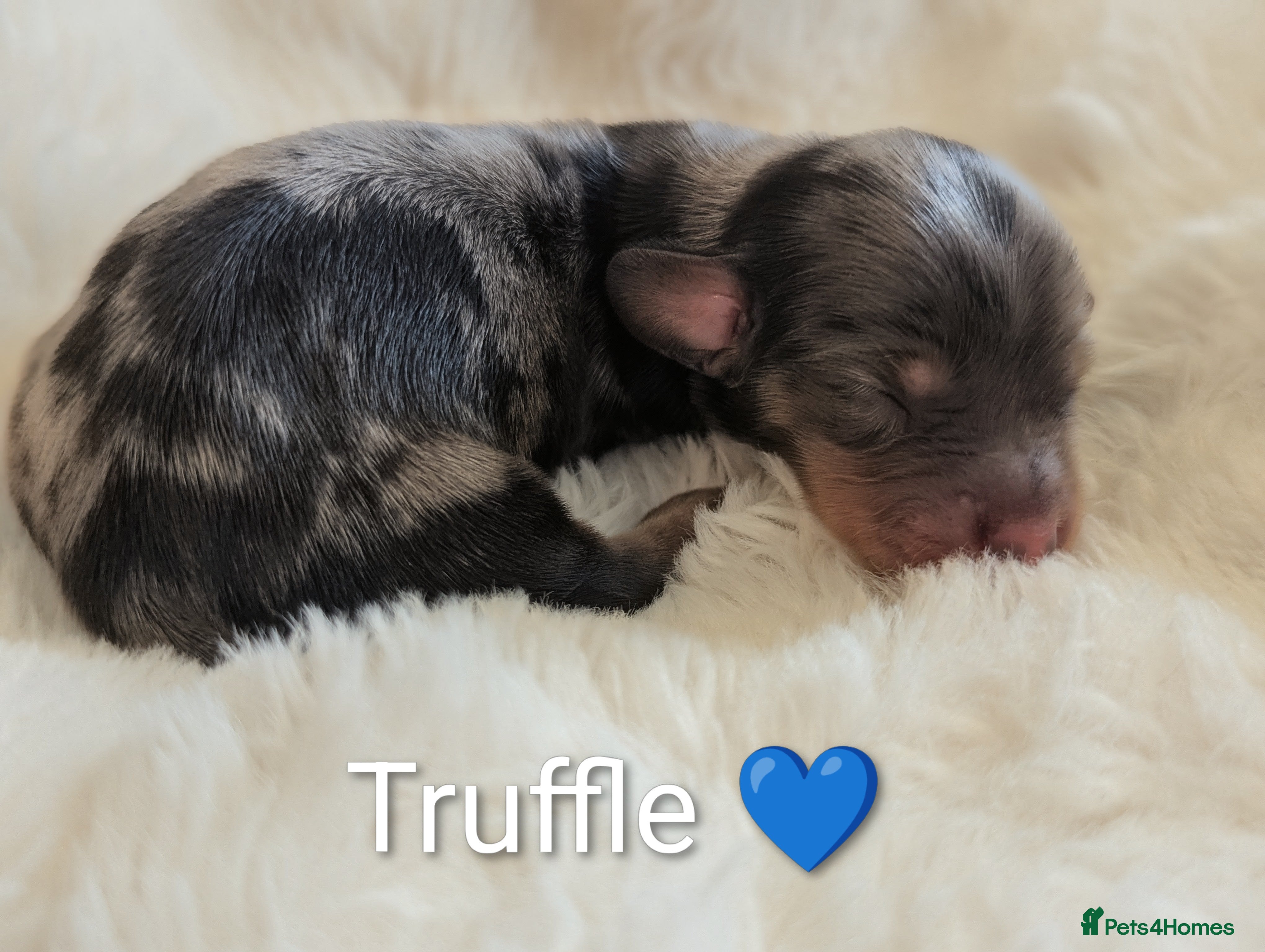 Miniature Dachshund dogs 🏆 Russian Champion lines + longhaired mini daxies - Advert 2