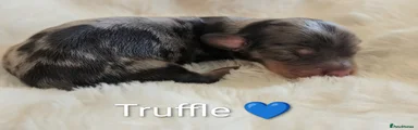 Summerdaxies Truffle