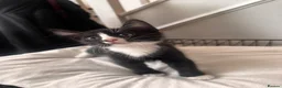 Mixed Breed cats for sale: Mixed kittens  - Advert 2