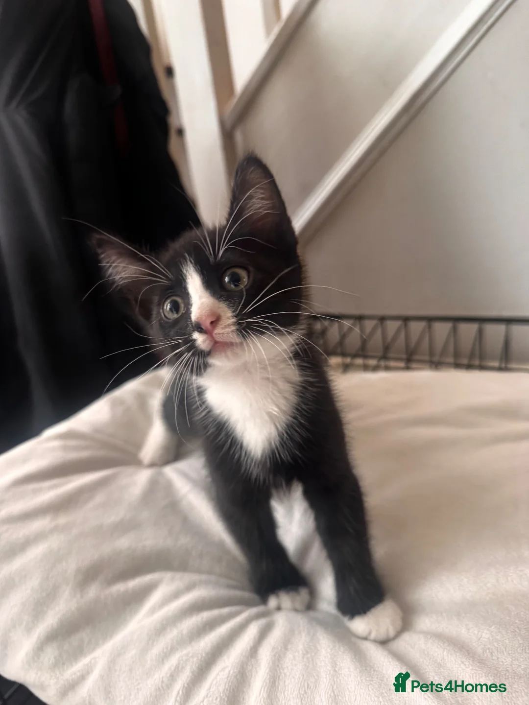 Mixed Breed cats for sale: Mixed kittens  - Advert 2