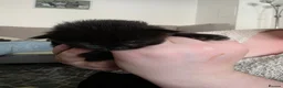 Mixed Breed cats for sale: 3 kittens  - Advert 11