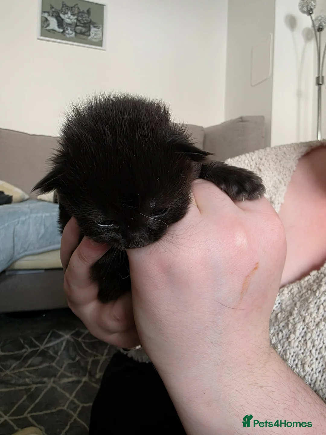 Mixed Breed cats for sale: 3 kittens  - Advert 11