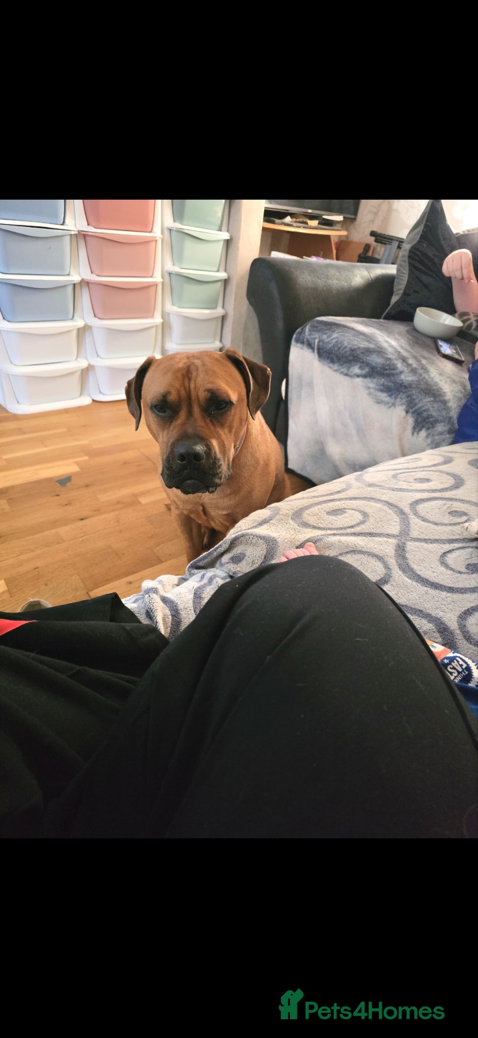 Mixed Breed dogs 3 year old female crossbreed  - Advert 10